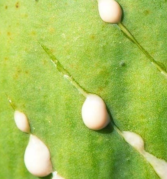 Wild Lettuce Seeds – Lactuca serriola – Prickly Lettuce Herb – 10 25 50 100 Pack