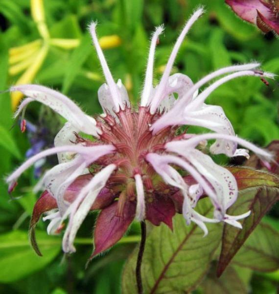 Monarda bradburiana | Horsemint | Bradbury’s Beebalm | 20 Seeds