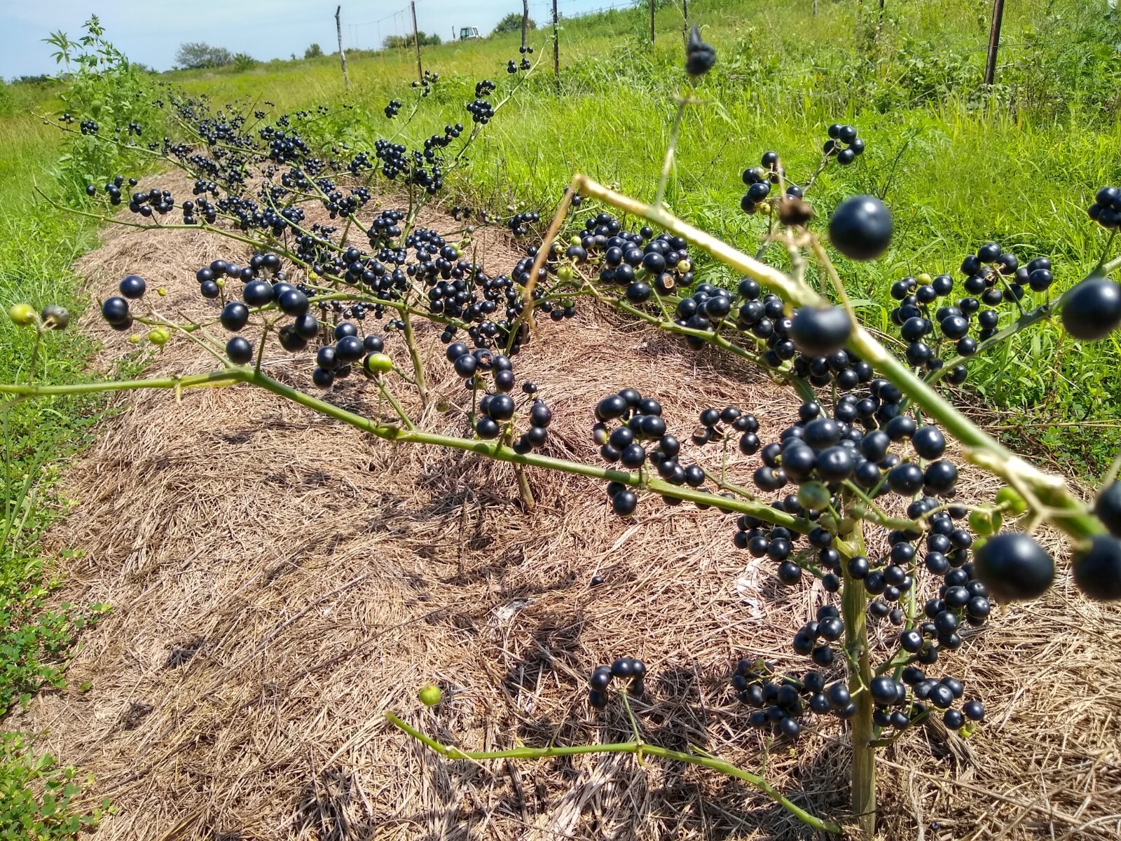 Garden Huckleberry Seed (Solanum melanocerasum) ~ 100 to 10,000 seeds