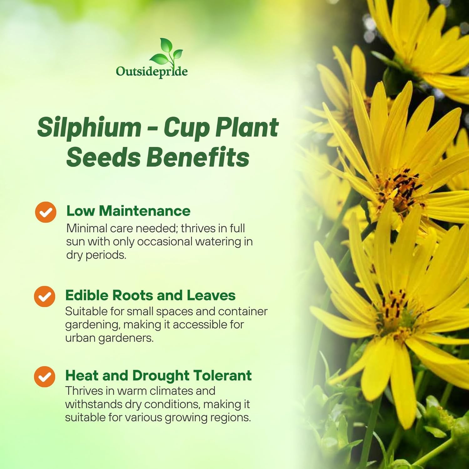 400 Seeds Silphium Seed – Cup Plant Flower Seeds