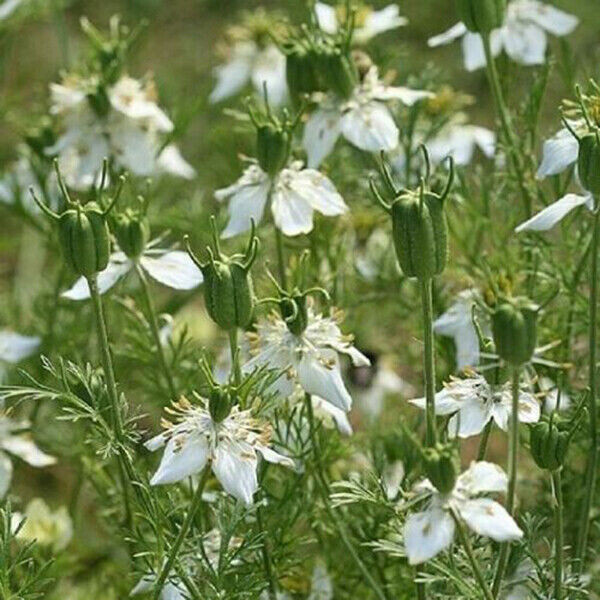 Scarborough Seeds 250 CUMIN SEEDS NON-GMO HEIRLOOM OPEN-POLLINATED HERB