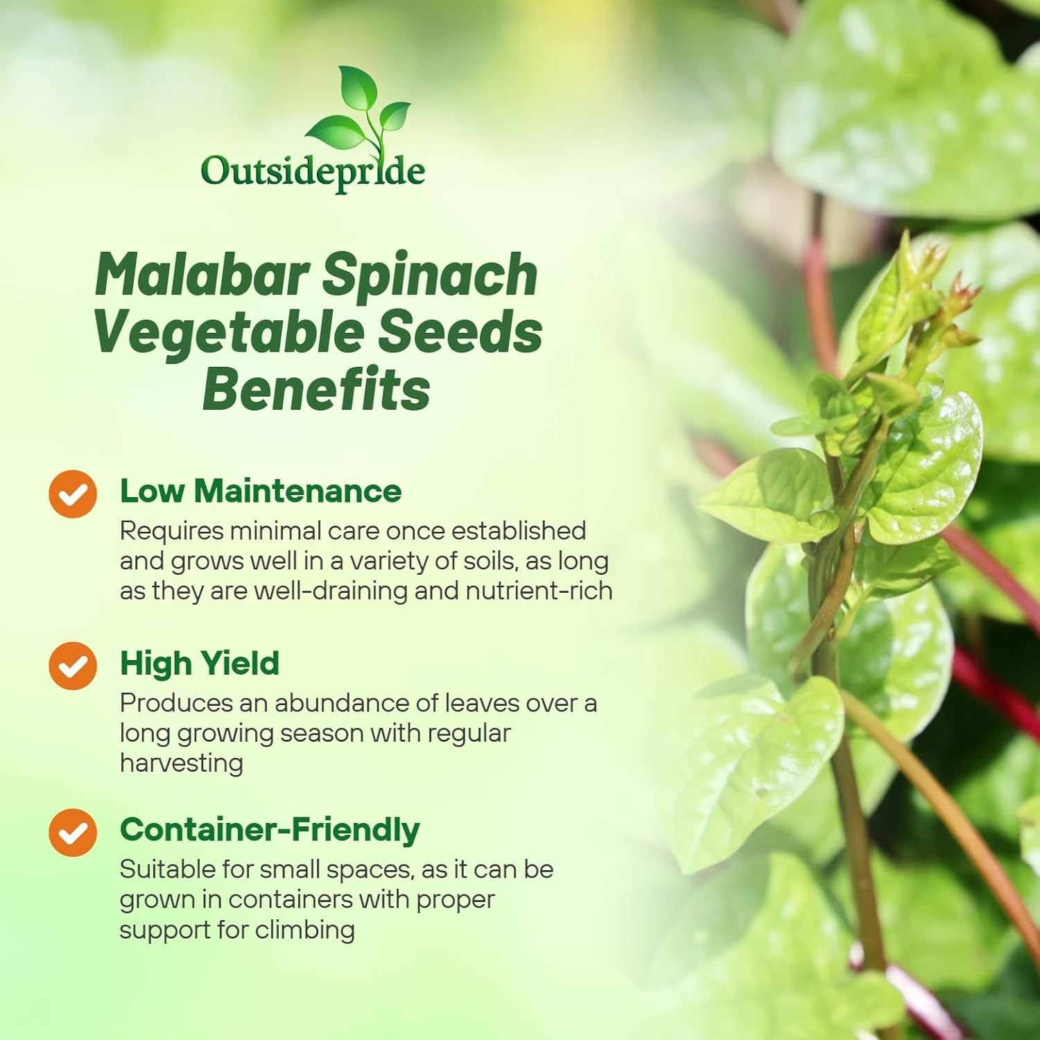 Basella Rubra Malabar Spinach Seeds – 100 Pcs. Perennial, Humid & Heat-Tolera…
