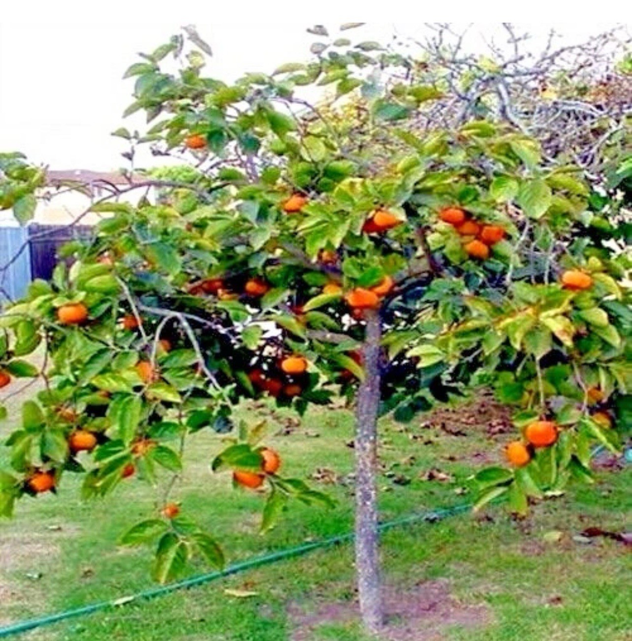 10 JAPANESE PERSIMMON TREE SEEDS (Diospyros Kaki) Asia Hardy Garden Fruit Plant