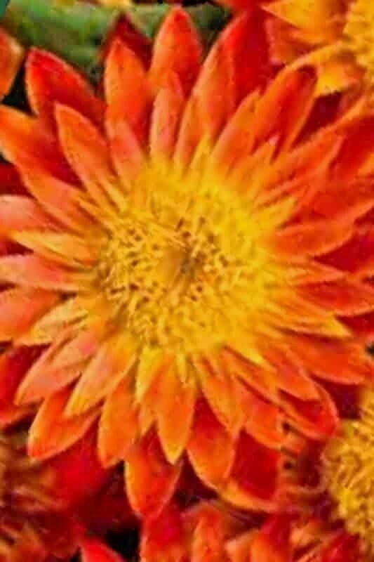 STRAWFLOWER 50 SEEDS SPRING MIX DAISY PERENNIAL RARE DROUGHT HEAT TOLERANT USA