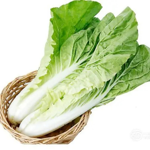 Pakchoi -Green Star