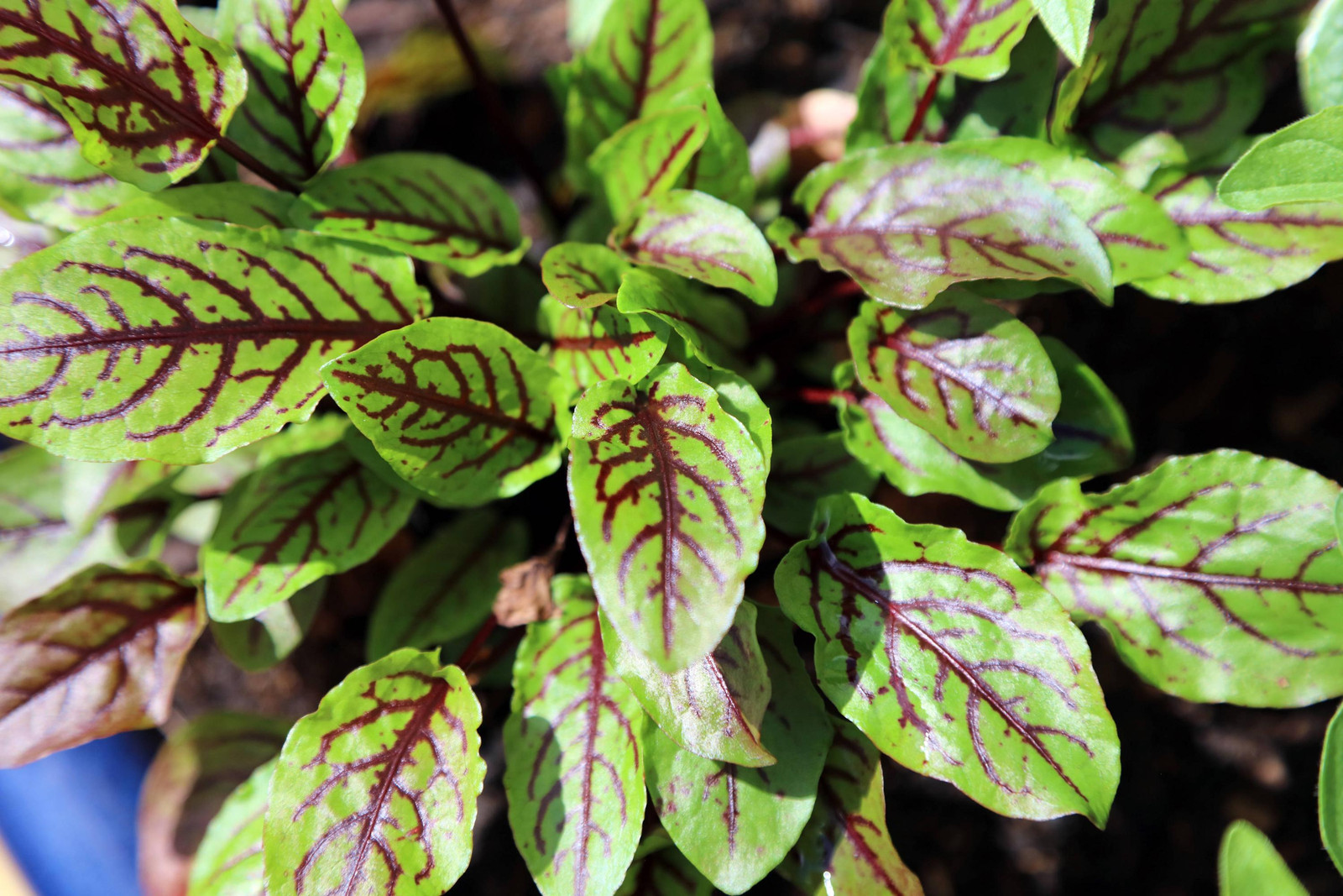 Red Veined Sorrel Seeds, Colorful Salad Greens, Fast Shipping, Tracking Included