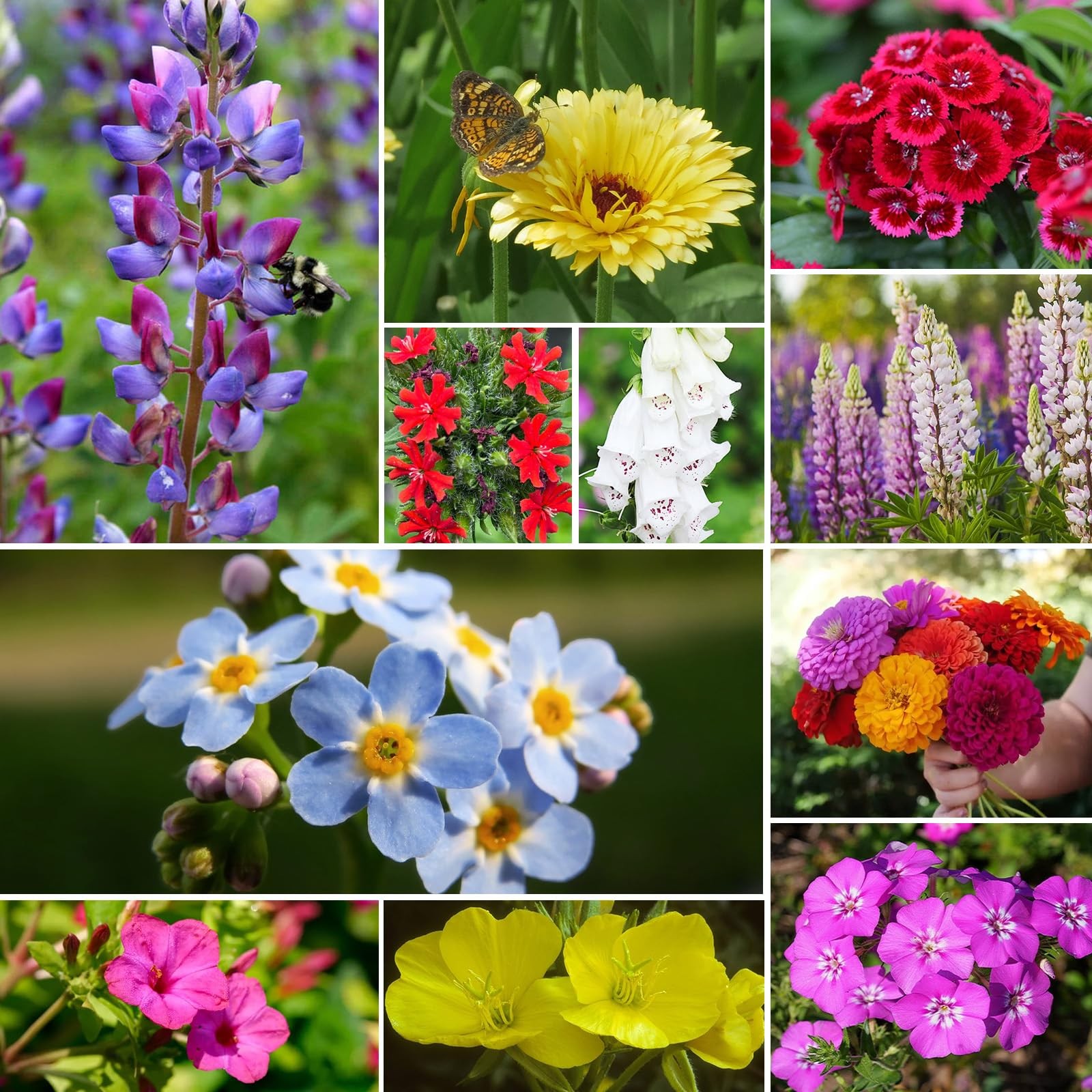 Wildflower Seeds Mix, 24 Varieties Perennial & Annual Seeds for Hummingbirds …
