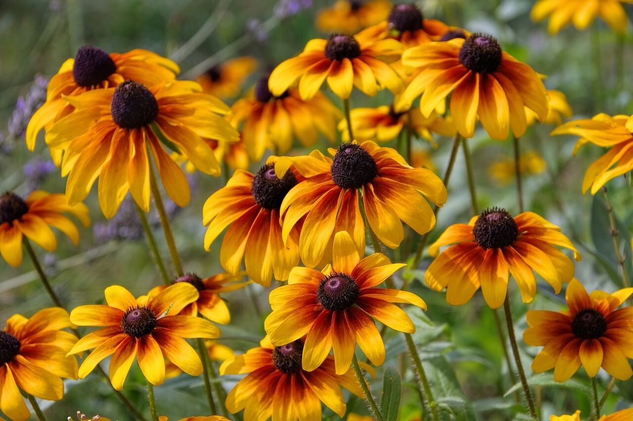 Black Eyed Susan Seeds – 250 Seeds!