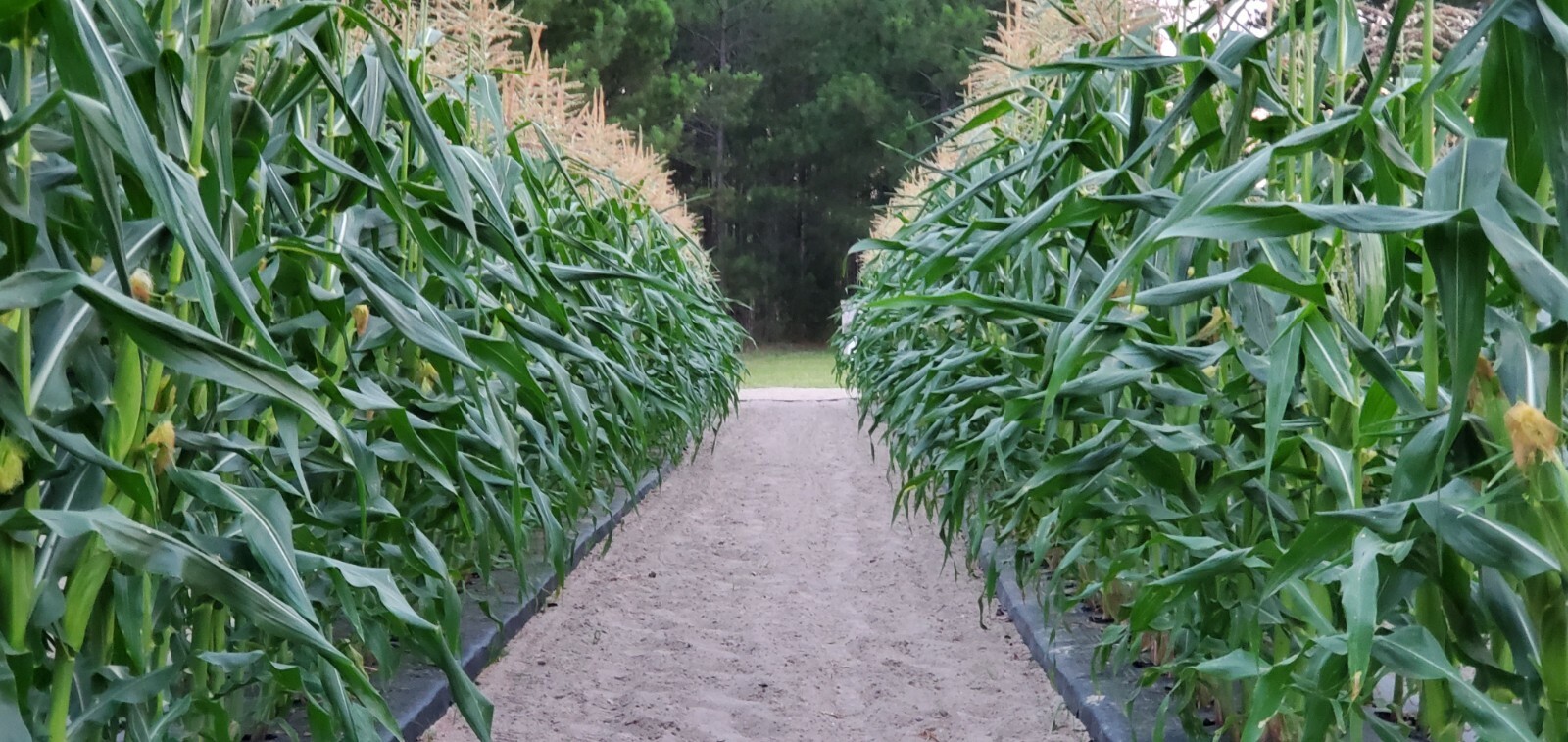1/4 Pound ( 800 Seed) “Incredible” Variety Sweet Corn Seeds Untreated Non GMO