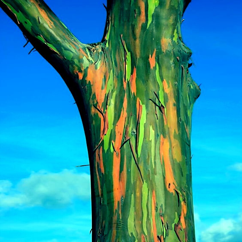 50 Rainbow Eucalyptus deglupta Tree Seeds Fast Tropical Indonesian Mindanao Gum