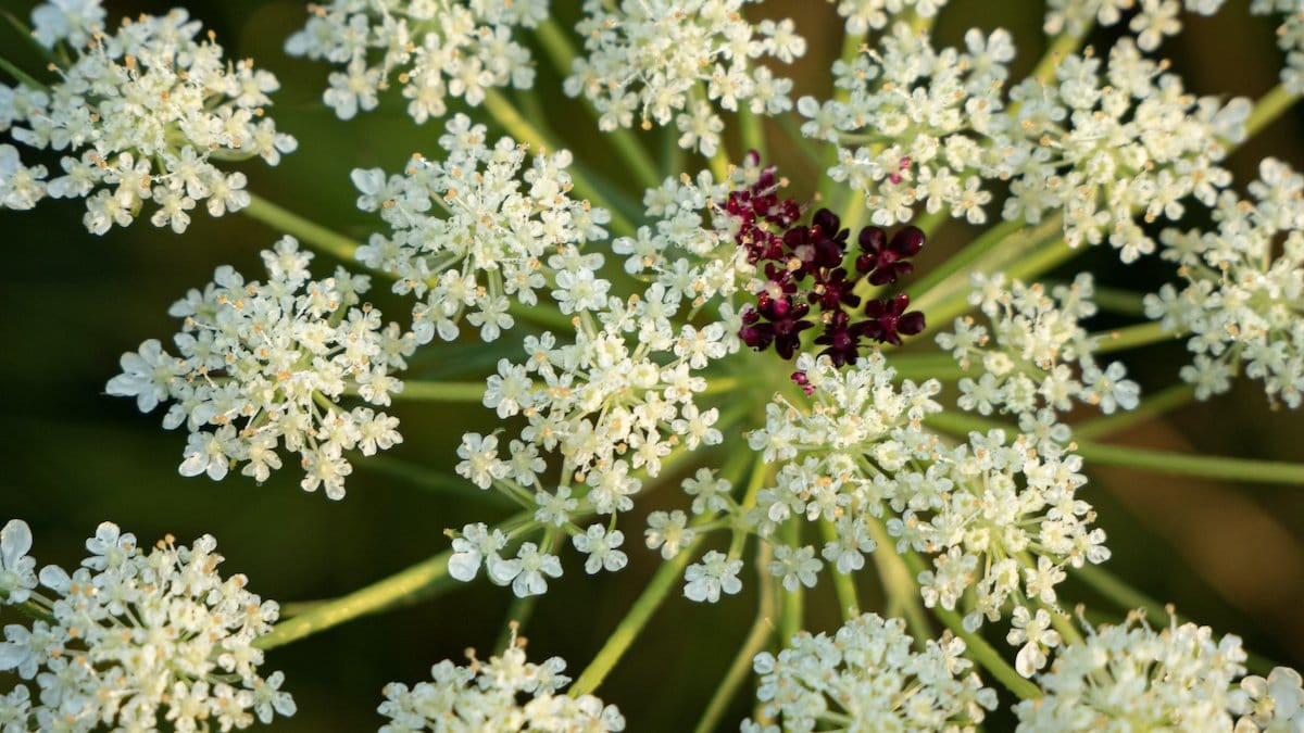 Wildly Elegant Queen Anne’s Lace (Daucus Carota) Qty 100 Seeds NC Summer 2025