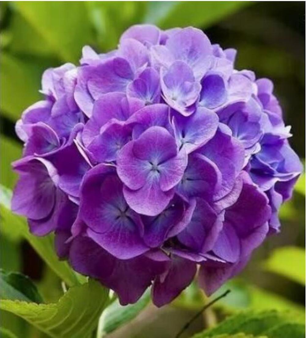 20 EXOTIC RARE HYDRANGEA SEEDS for garden bloom flower bed plant bush USA SELLER