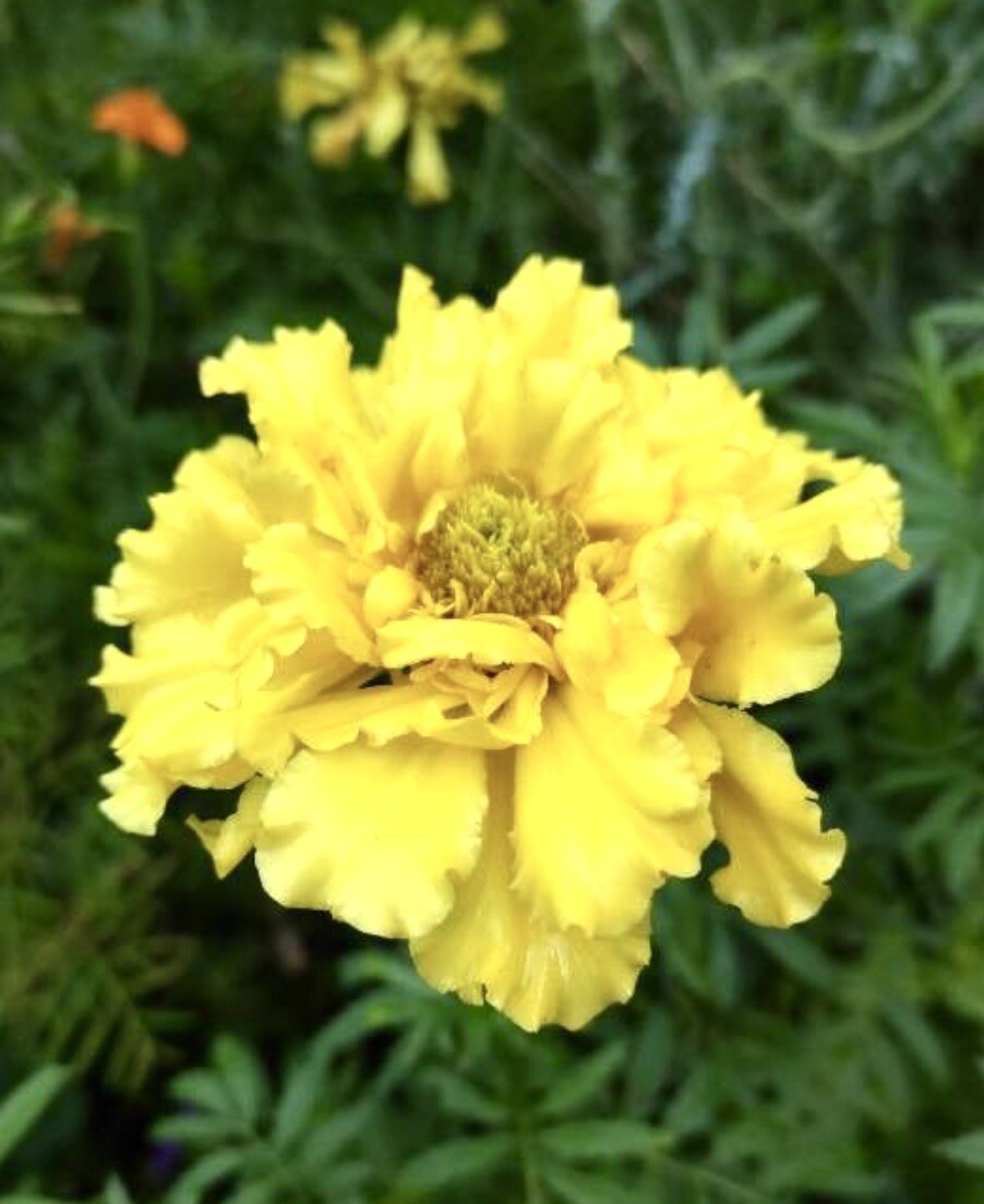 Mixed Red-Orange-Yellow French Marigold, Tagetes Patula – 100 seeds 2024 – USA