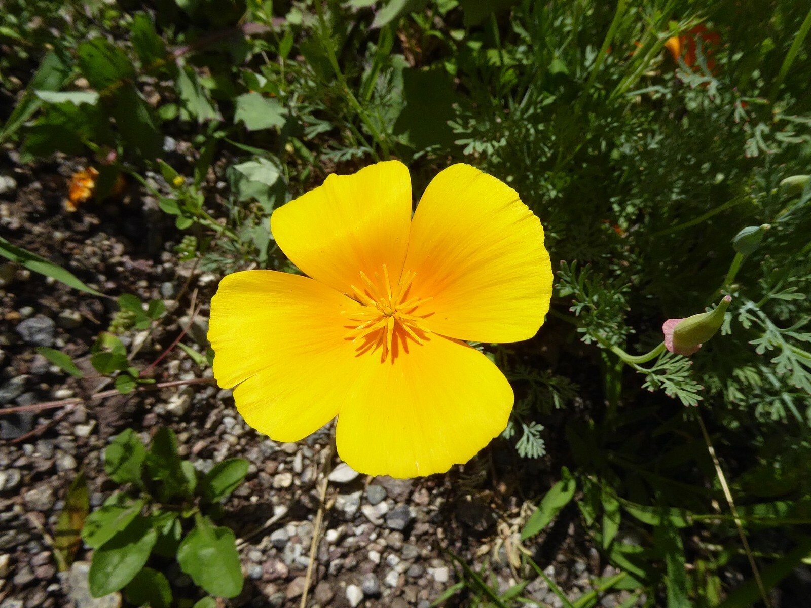 CALIFORNIA POPPY Seeds, Eschscholzia californica *Free Shipping!* 1000+ SEEDS