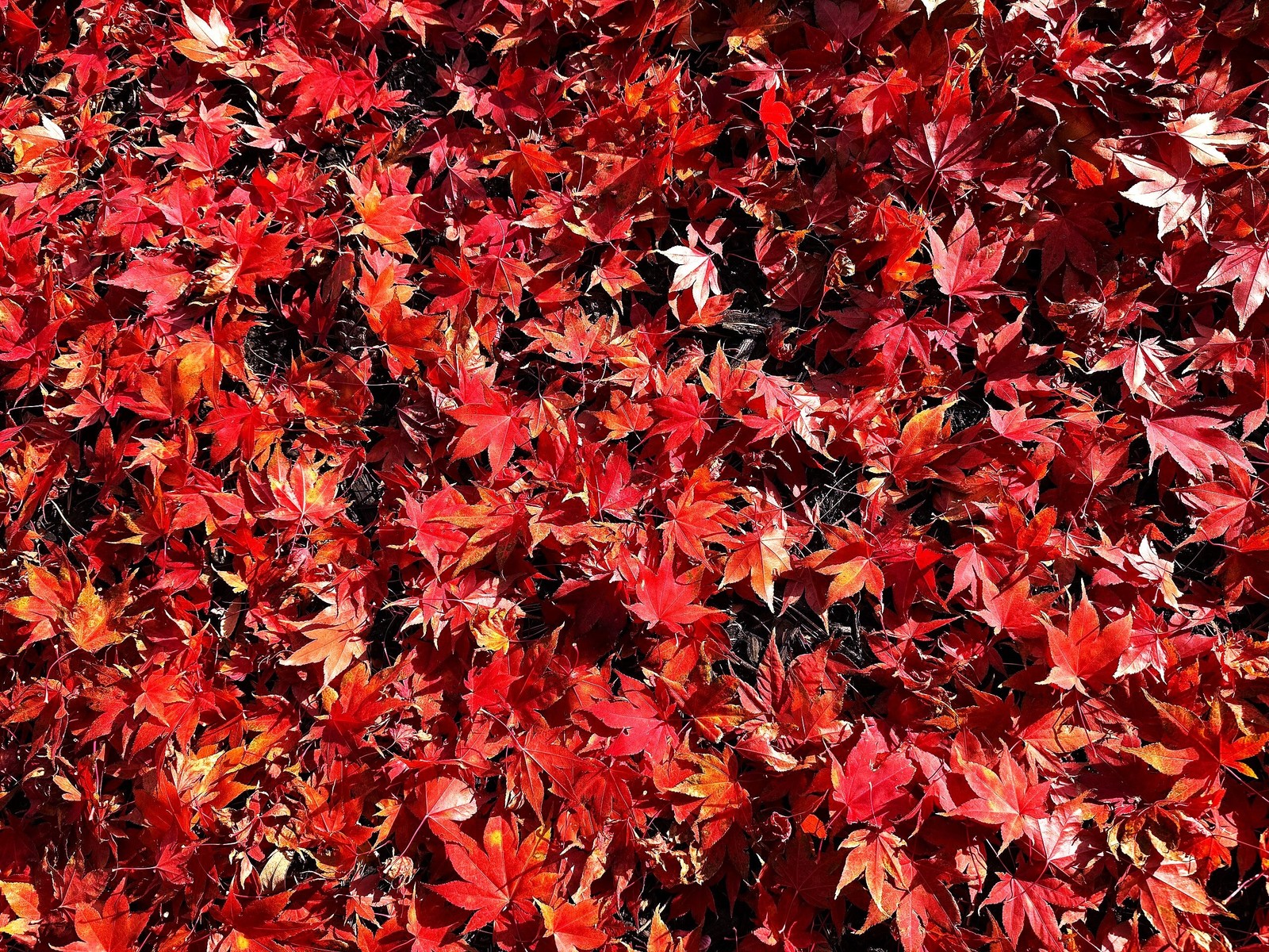 Red Japanese Maple Tree (Bloodleaf) Seeds – For 2026 Planting