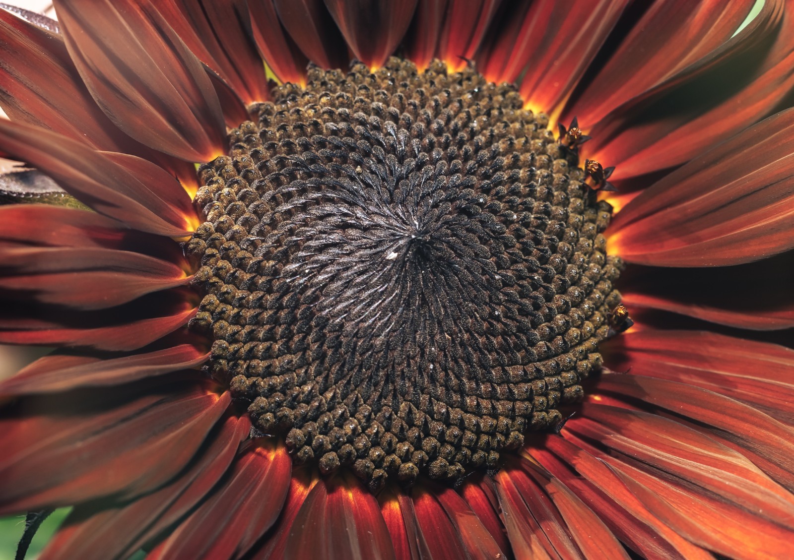 Sunflower Seeds – Vibrant Heirloom Rare, Free Shipping, Chocolate Cherry