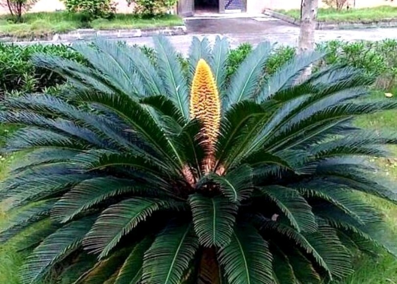 (10) King Sago Palm Seeds (Cycas Revoluta) Rare Tropical – Harvested in May 2026