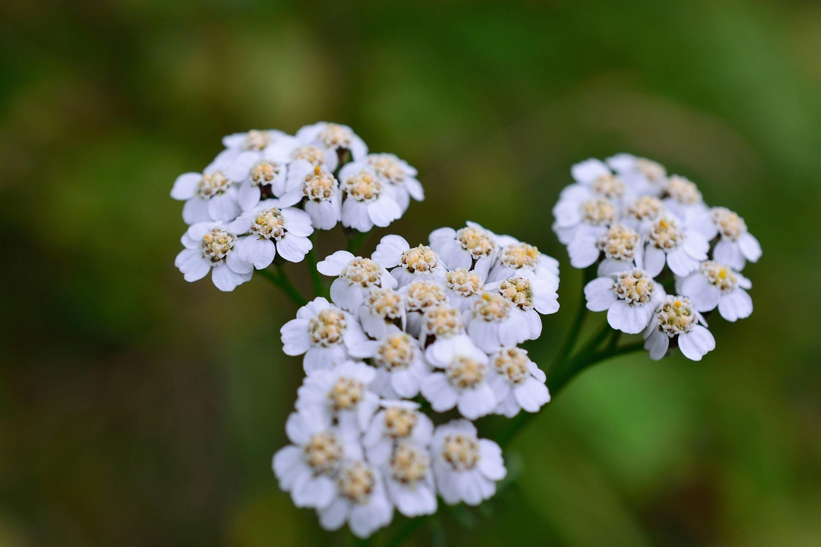 Caraway Seeds for Growing, Non-GMO, With Tracking, Culinary Herb Seeds, Urban