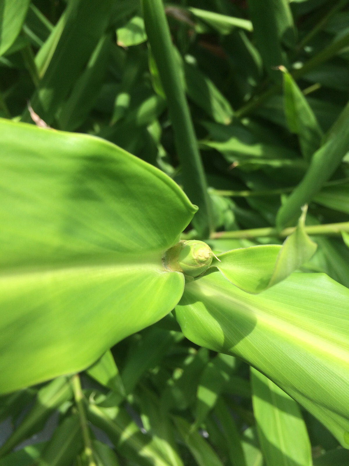 White Ginger (Hedychium coronarium) Fragrant, Beautiful, Hardy, Easy BIG BULBS +