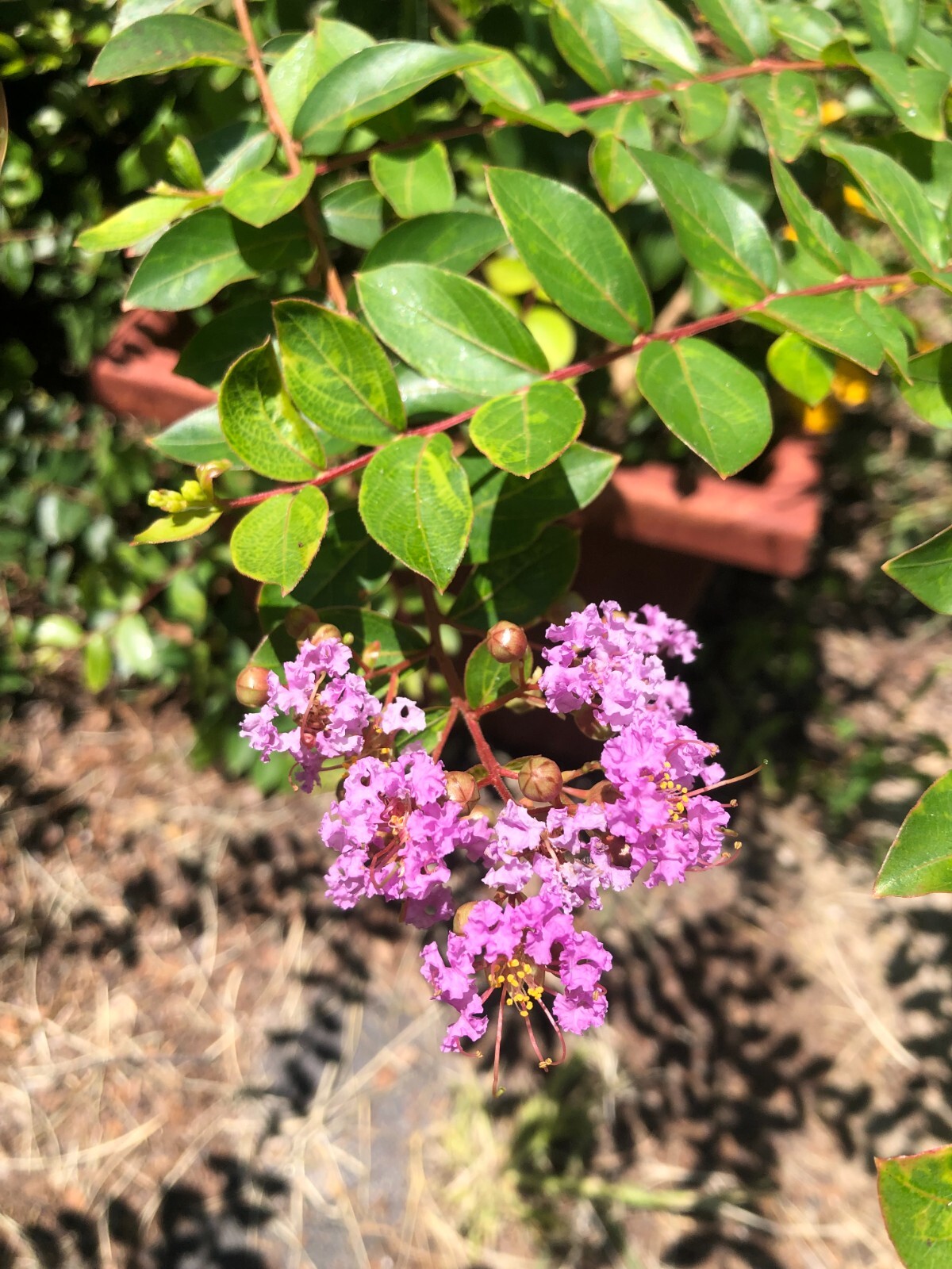 Lagerstroemia Deep Lavender Weeping Miniature Crape Myrtle 10 seeds