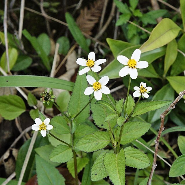 Bidens pilosa | Spanish Needle | 75 Seeds