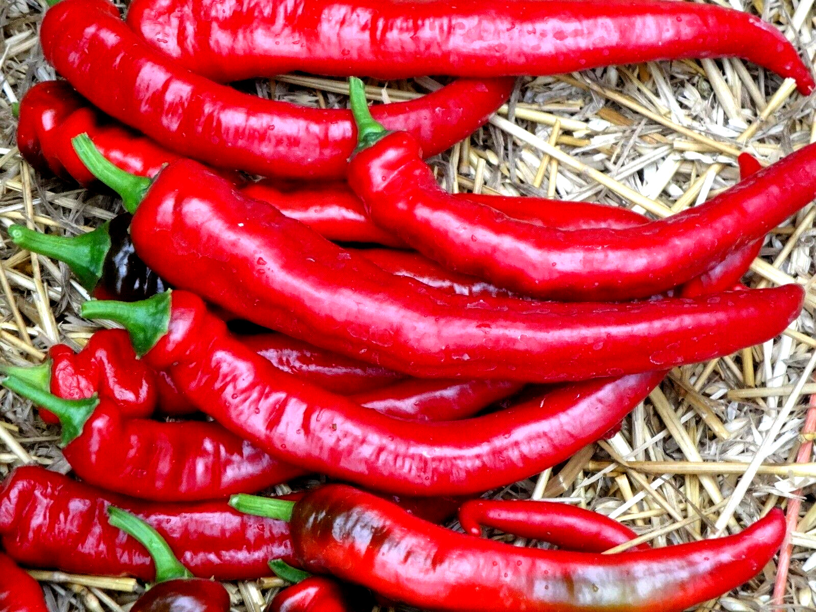 Jimmy Nardello Sweet Red Pepper 30 seeds Italian Heirloom Organic