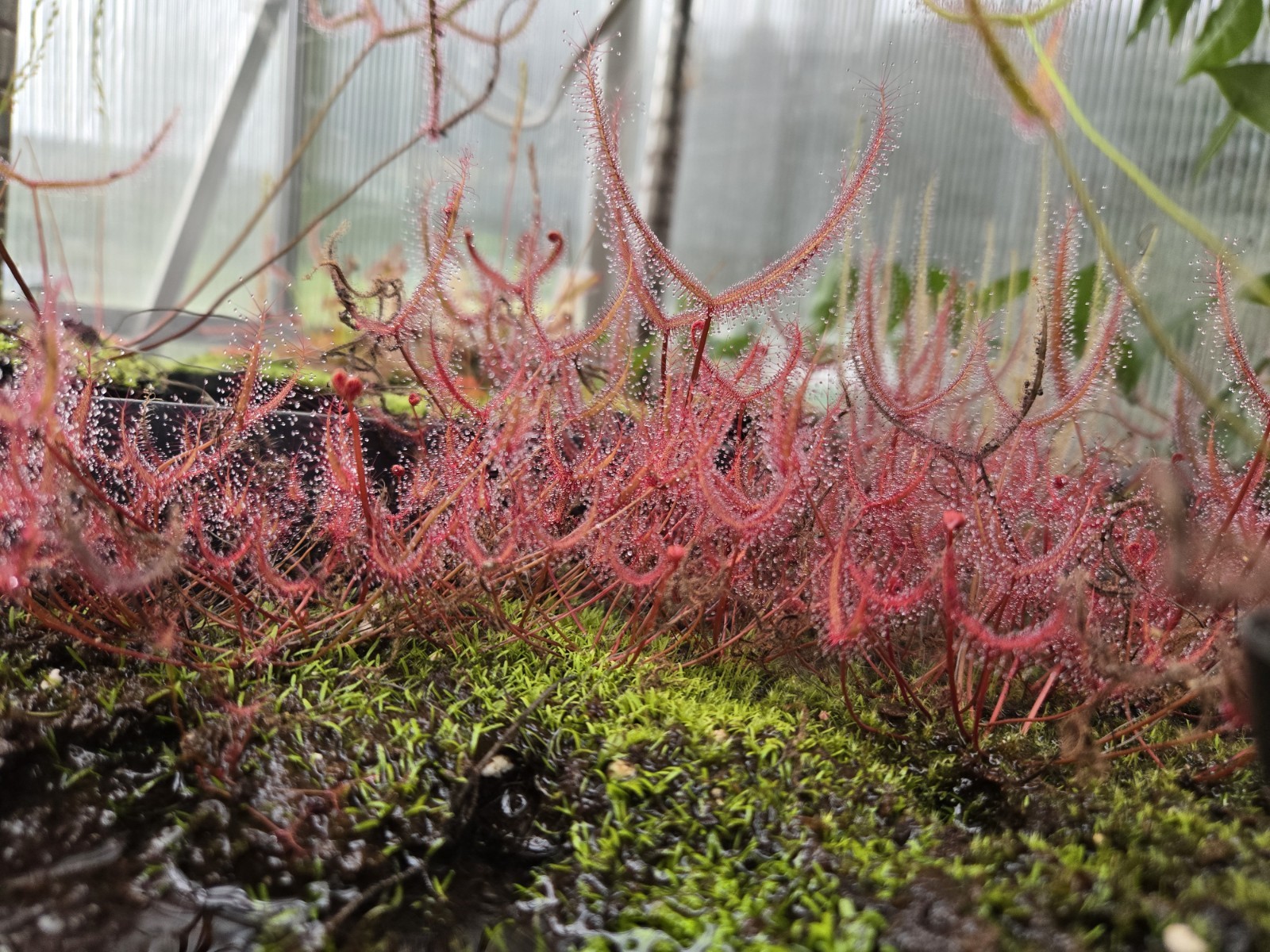 CARNIVOROUS PLANT 2 PACK- LIVE- Drosera Binita EXTRA RED, Drosera Filiformis