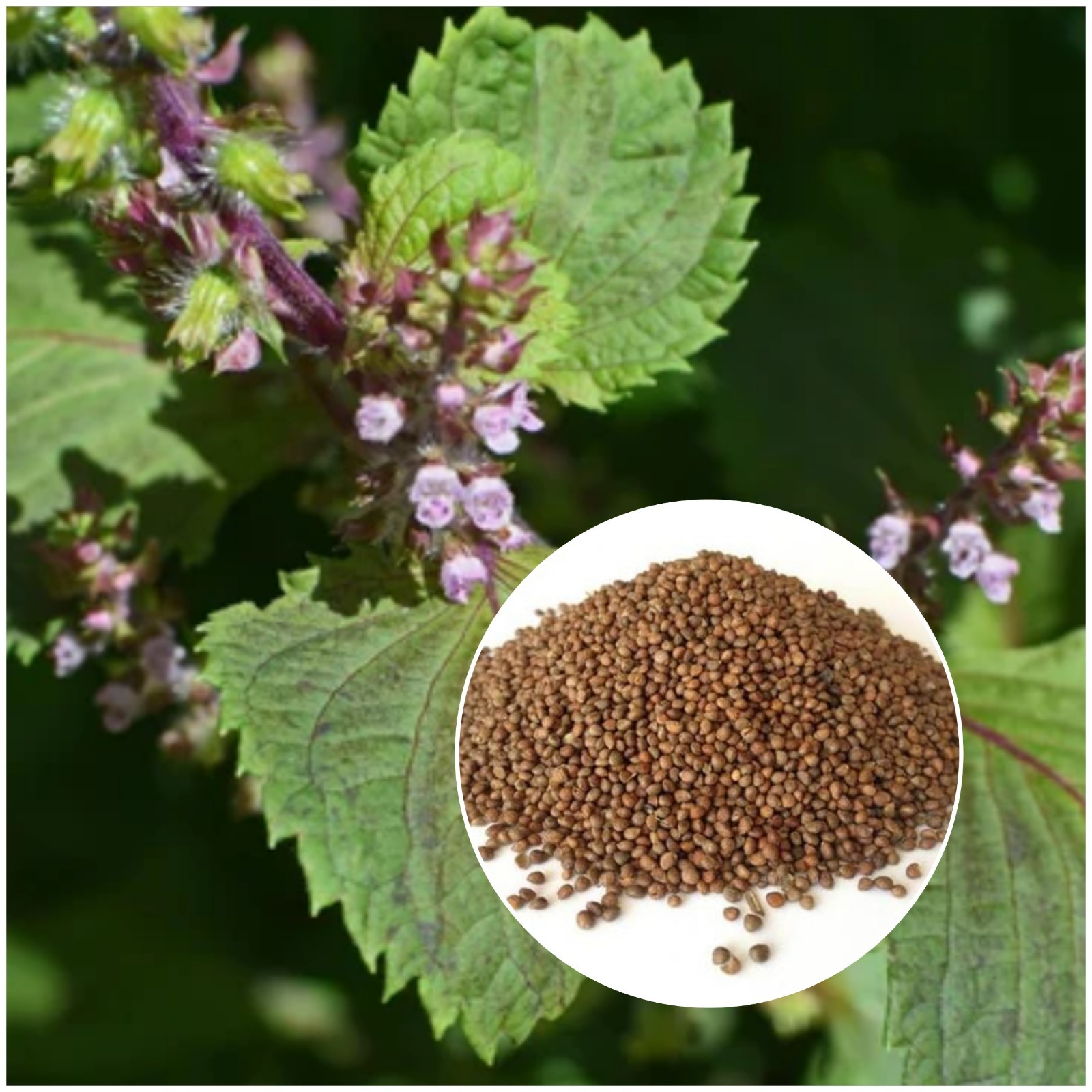 200+ Organic Perilla Frutescens Seeds AKA Shiso Perilla Mint