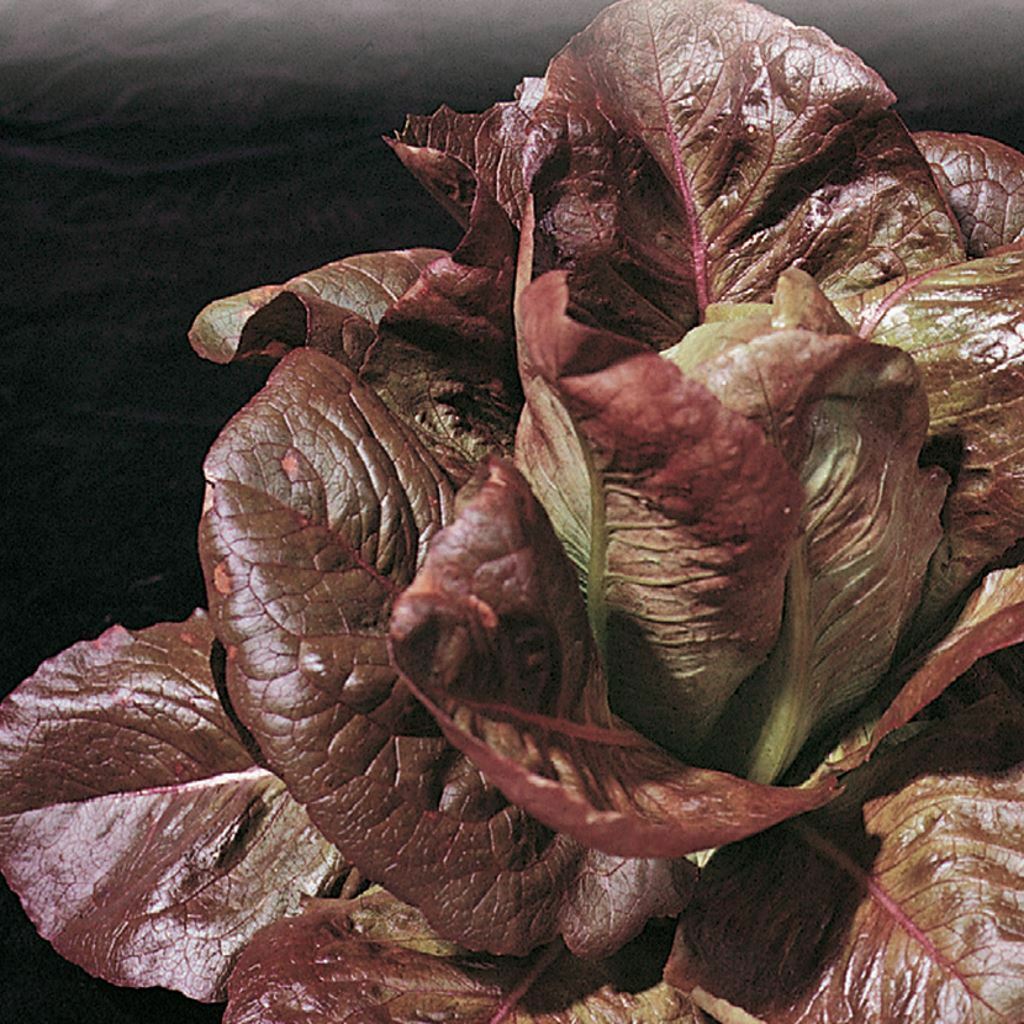 601+ROUGE DE HIVER Lettuce Seed Organic French Greens Vegetable Garden Container