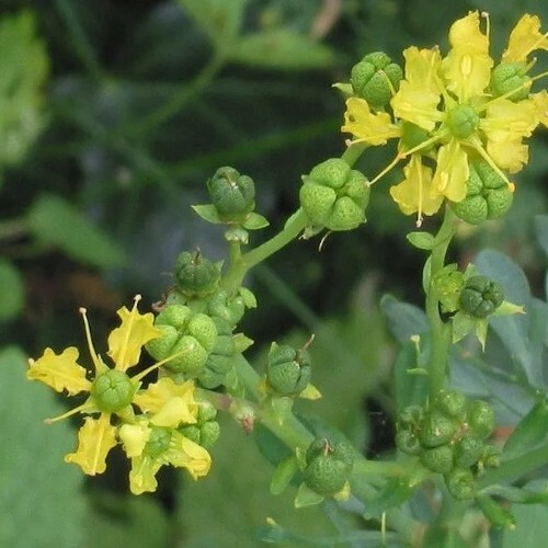 50 Common Rue (Medicinal Herb) Seeds .(Garden Rue/ Herb of Grace/Ruta graveolens