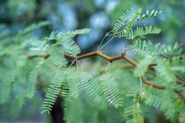 50 Honey Mesquite Tree seeds (Freshly Harvested and shelled from pods)