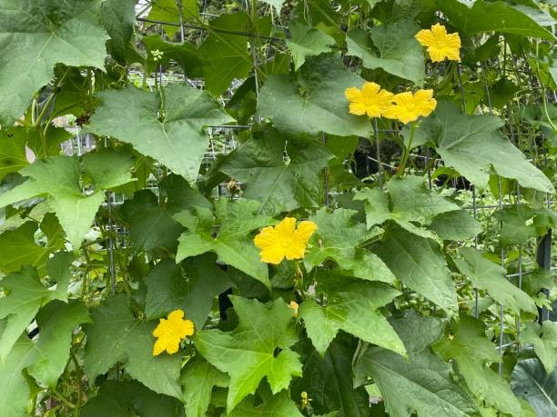 10 LUFFA GOURD SEEDS ~ 2026 ~ HEIRLOOMSEEDGUY ~ USA ~ NON-GMO ~ CRAFT