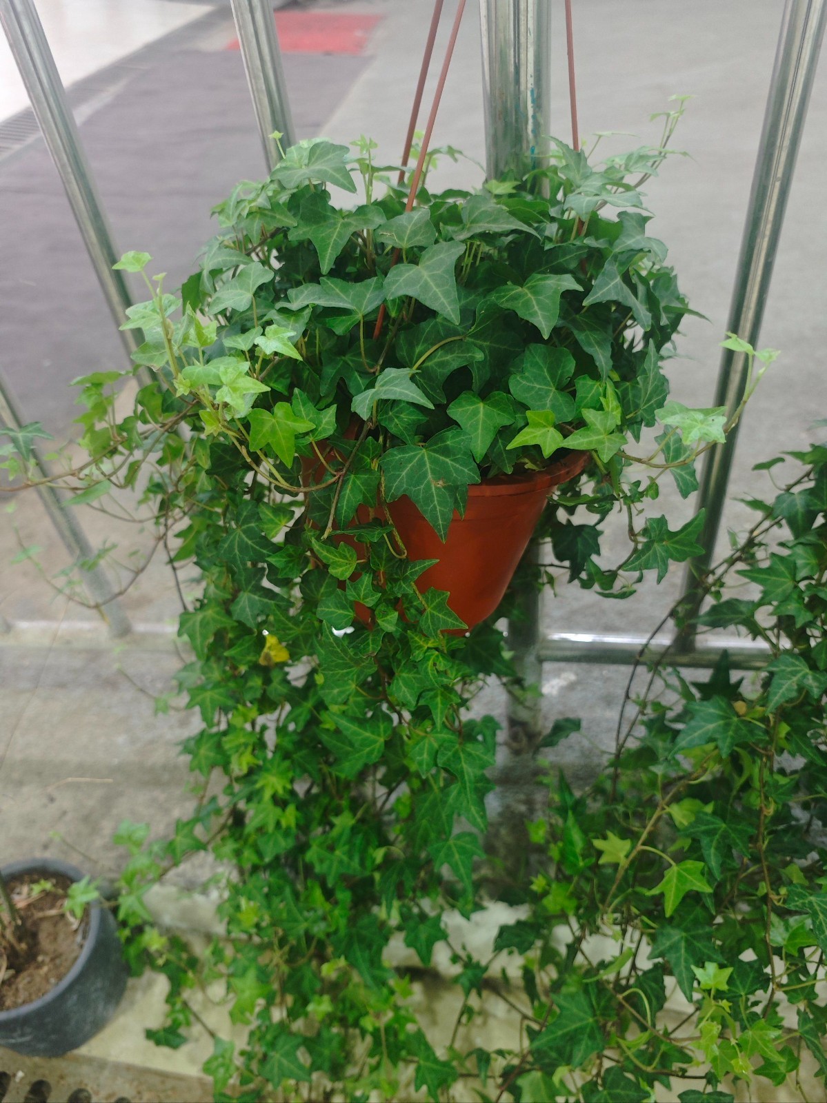 Boston Ivy Seeds 120ct Parthenocissus tricuspidata Climbing Vine Trellis