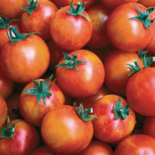 30 ISIS CANDY CHERRY TOMATO SEEDS ~ heirloomseedguy ~ 2026 ~ NON-GMO