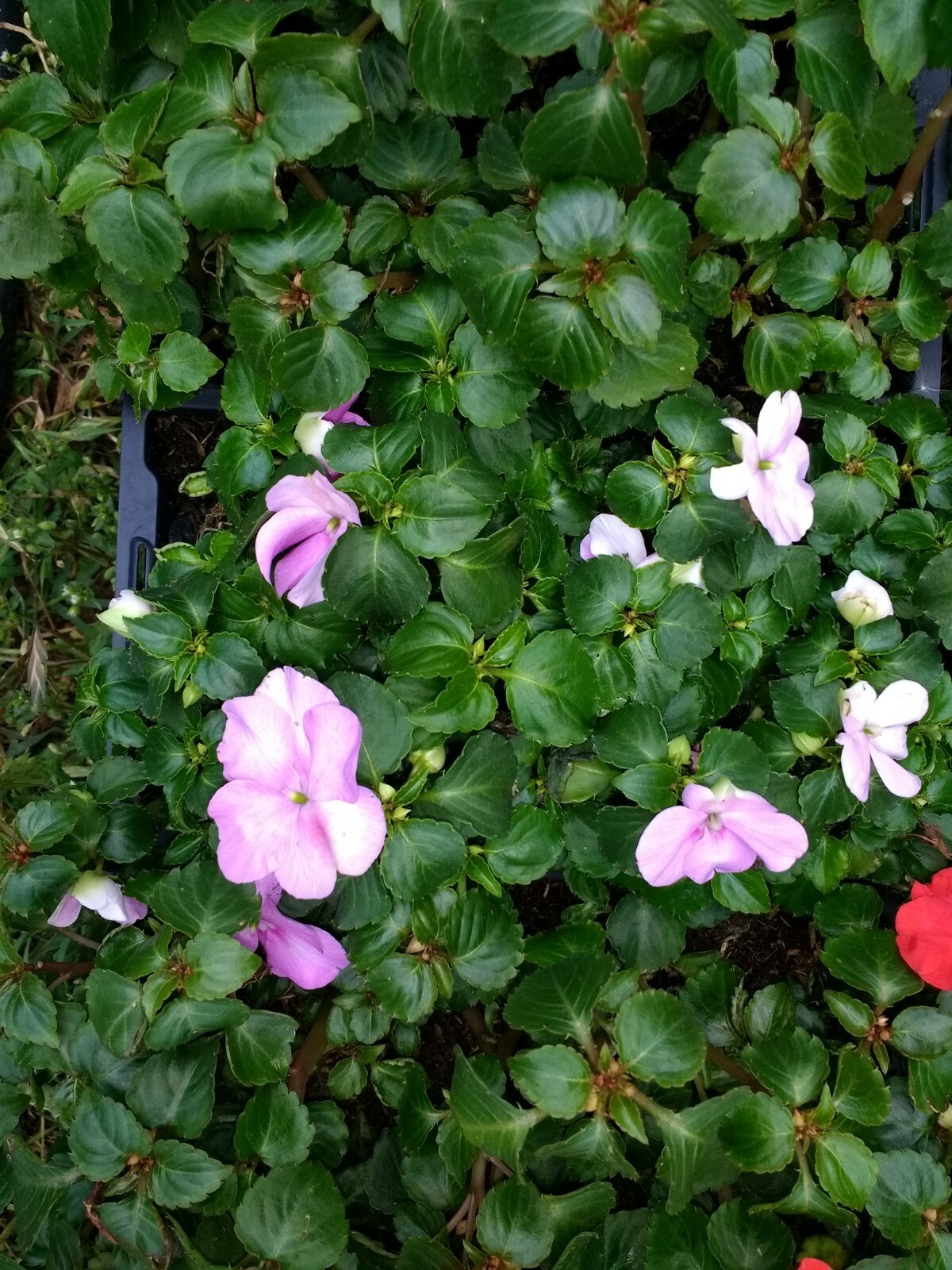 Impatiens annual flowers, BUY 6 GET 6 FREE (Total 2-six packs count plants)