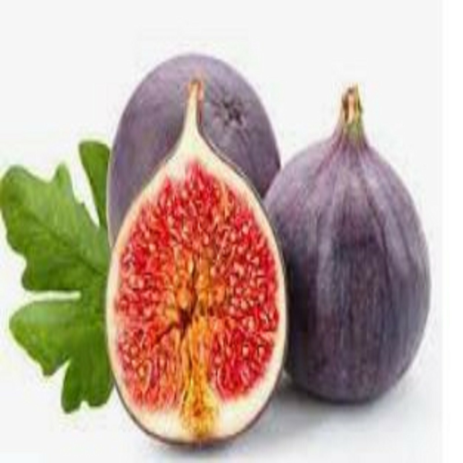 RARE BONSAI FIG Fruit TREE 15 + SEEDS -Combined Shipping discount- (USA seller)