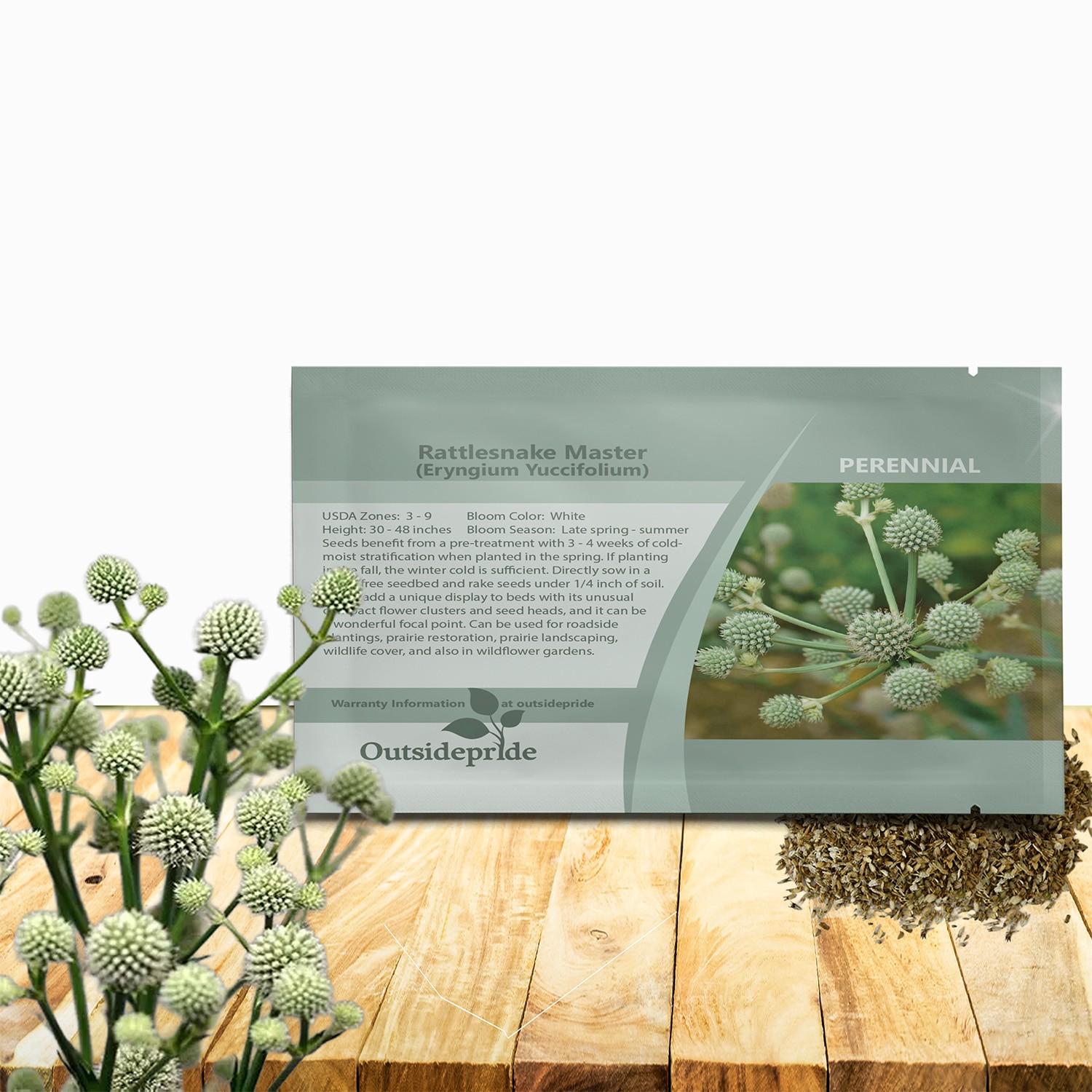 2000 Seeds Eryngium Seeds – Rattlesnake Master Flower Seed