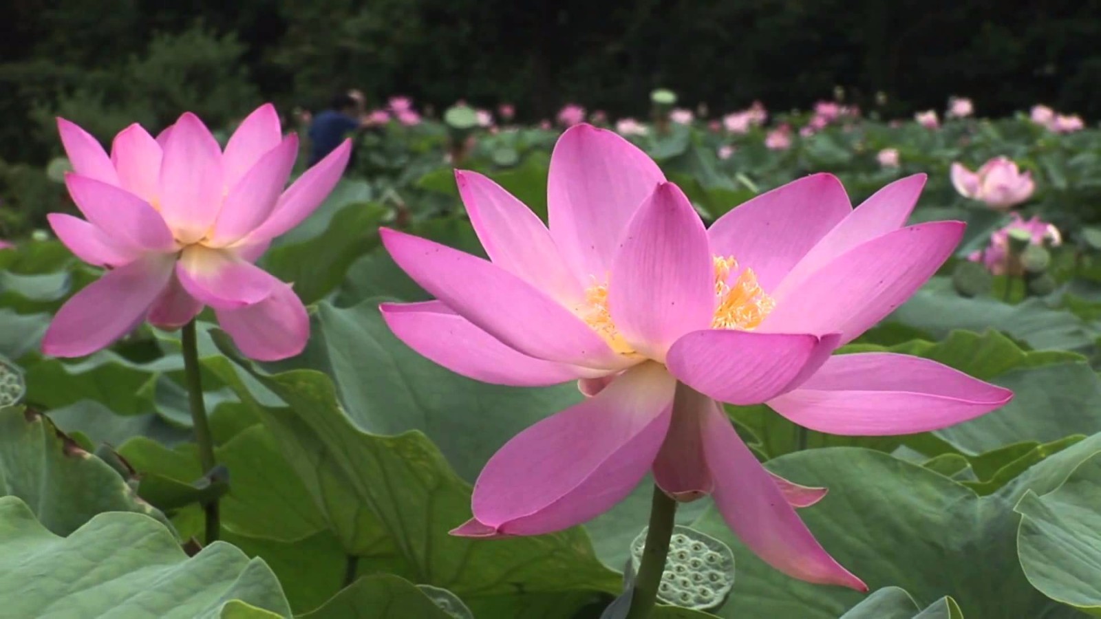3 Organic Mixed Colors LOTUS Nelumbo Pond Water Lily Lilypad Blue Flower Seeds