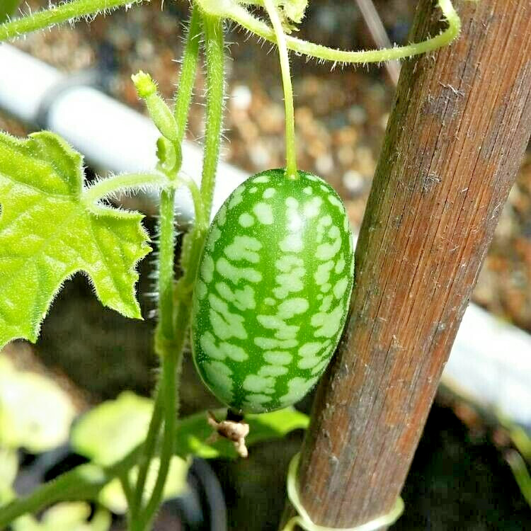 15 Mexican miniature watermelon Seeds – Melothria scabra
