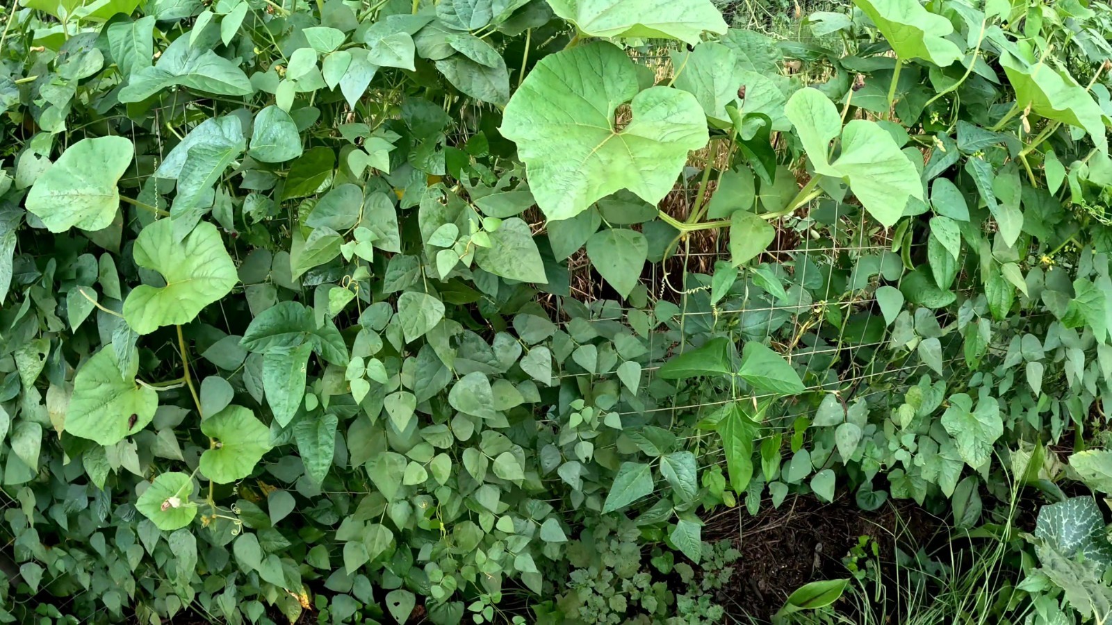10+ Worcester Indian Red Pole Lima Bean Seeds – Heirloom Red Saba Lima Bean