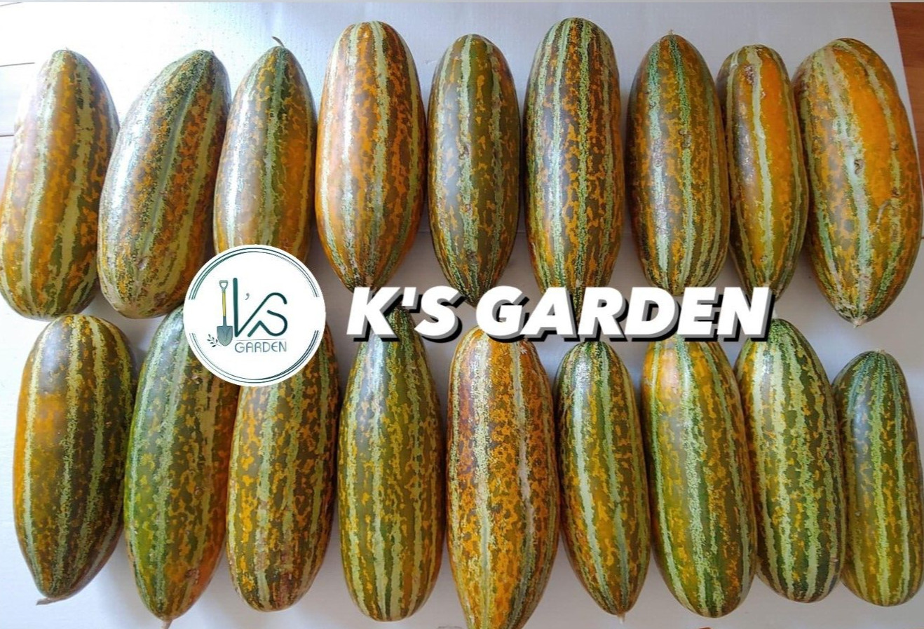 20 pcs MUSK MELON SEEDS, DƯA GANG DẺO | 98% GERMINATION, NEW SEEDS |