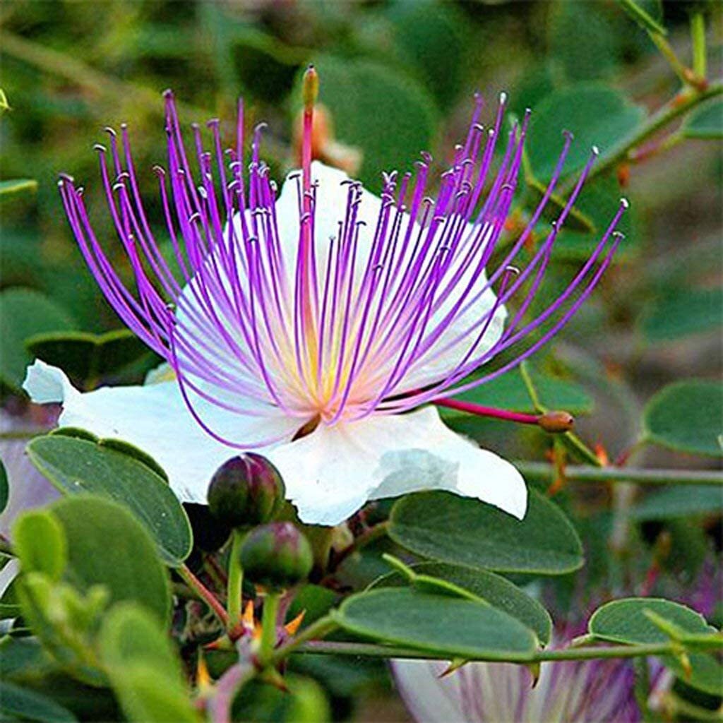 30 Caper Bush Seeds – Easy to Grow – Capparis spinosa
