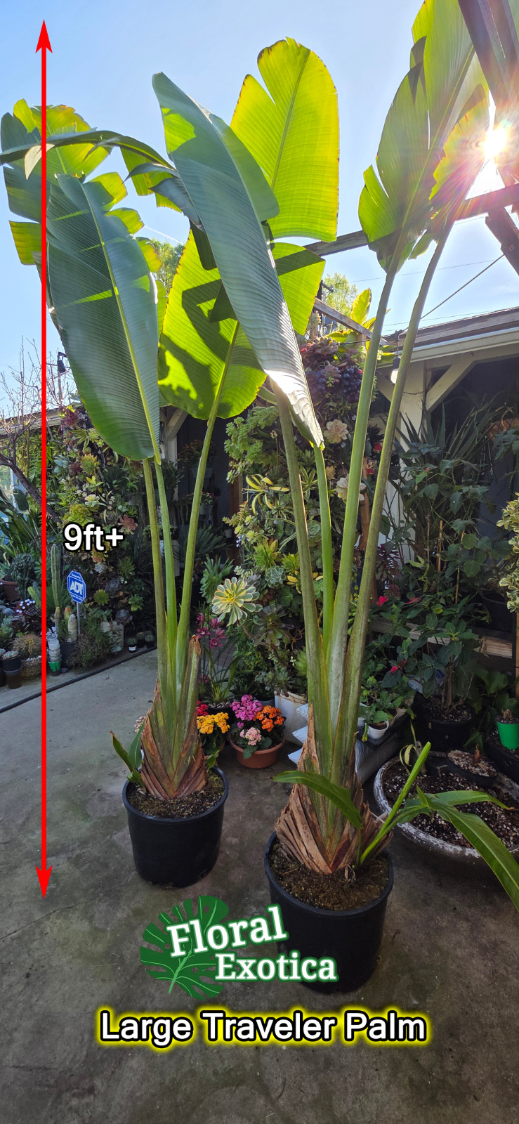 TRAVELERS PALM TREE – Ravenala madagascariensis – Large Plant No Seeds – Pick up