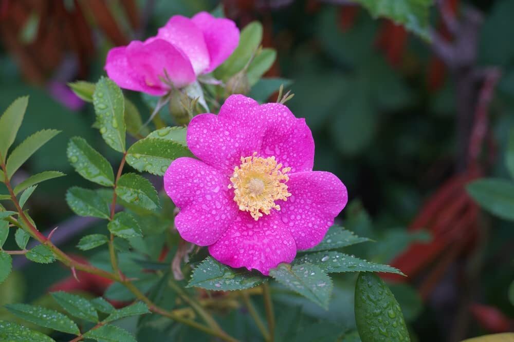 50 Woods Rose Seeds for Planting Rosa woodsii – Grow Wild Rose Bushes