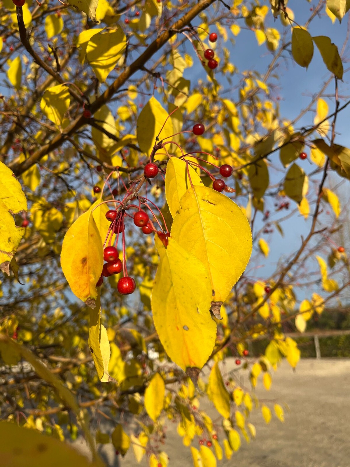 Siberian Crab Apple Tree | Premium Seeds | Malus baccata ‘Spring’ | Plants’®