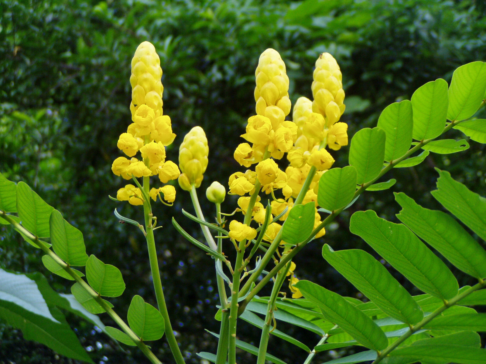 Cassia alata Empress Candleabra Plant 10 seeds