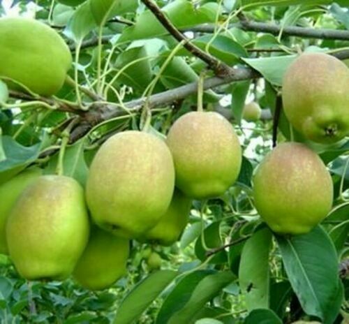 Hosui Sand Pear Seeds Asian Korla Rose Fragrant Pyrus Fruit Tree Plant Edible 香梨