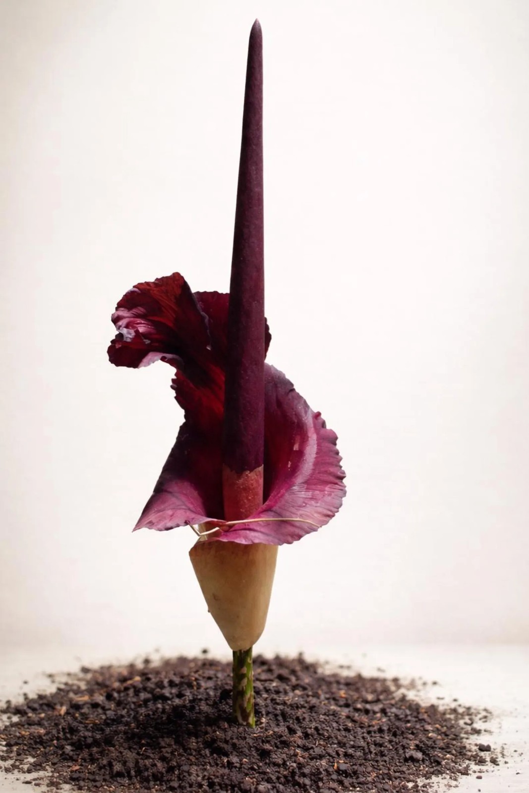 [BULB ONLY] Rare Amorphophallus Maxwellii ~1-2″ Dark Foliage Tropical Caudex