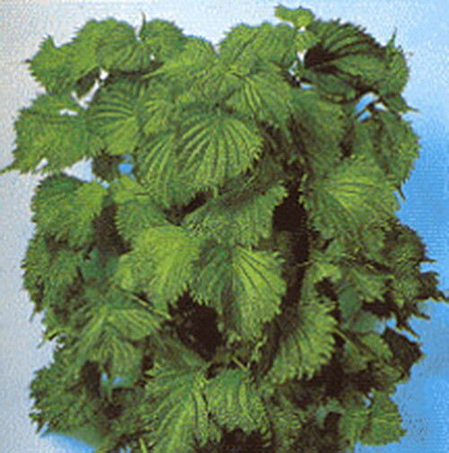 100 GREEN SHISO Seeds AUTHENTIC OHBA AO Japanese Perilla frutescens var Crispa