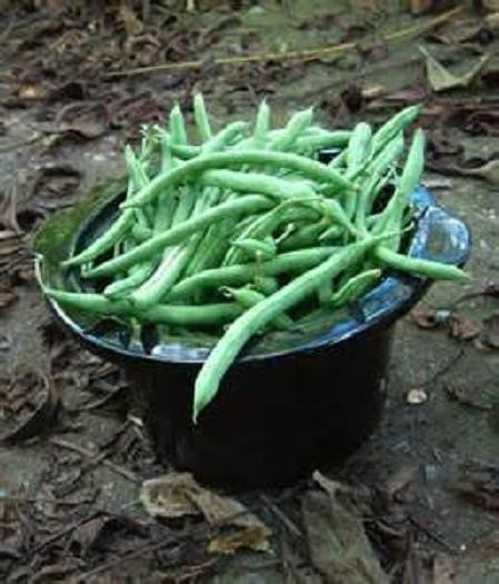 Blue Lake Bush Snap Bean Seeds, Heirloom Seeds – NON GMO, A kitchen favorite.